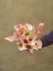 Calla 'Captain Rosette' - The Home Edit