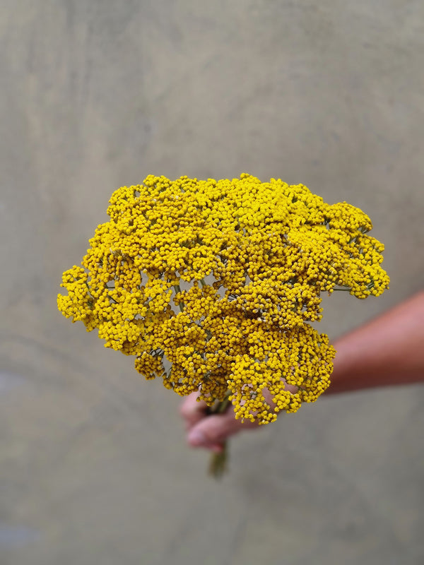 Achillea Parkers Variety - The Home Edit