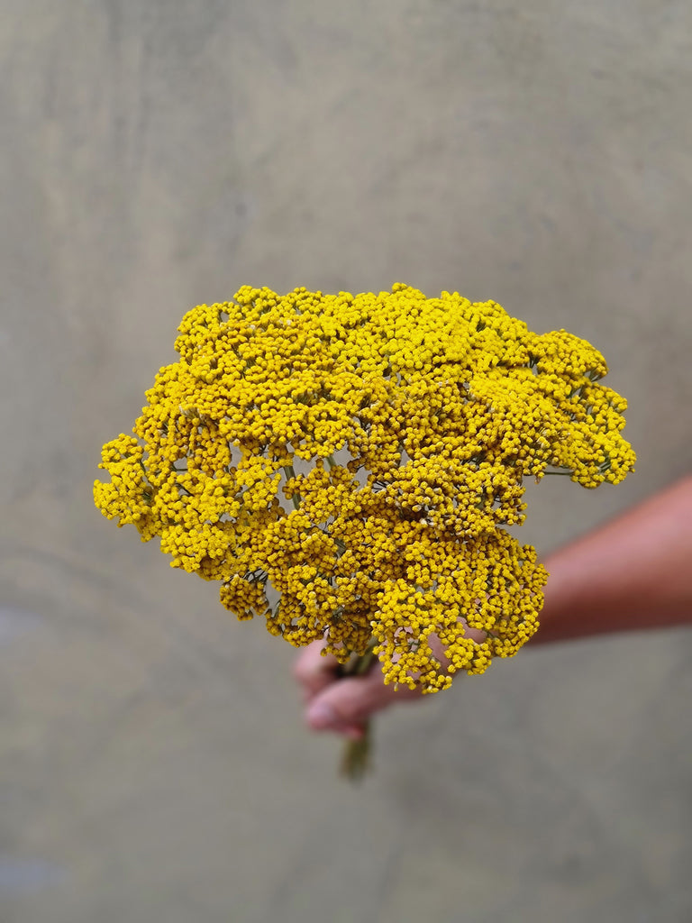 Achillea Parkers Variety - The Home Edit