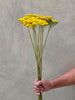Achillea Parkers Variety - The Home Edit