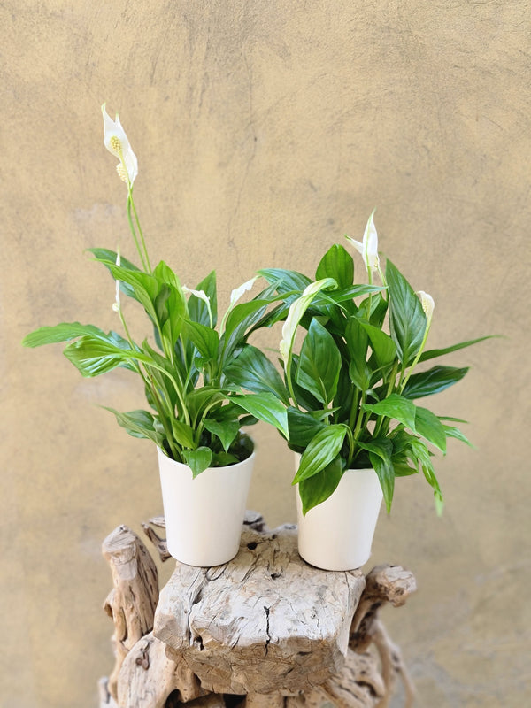 Spathiphyllum Duo