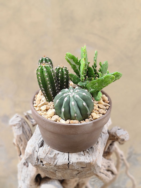 Cactus Planter