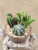 Cactus Planter