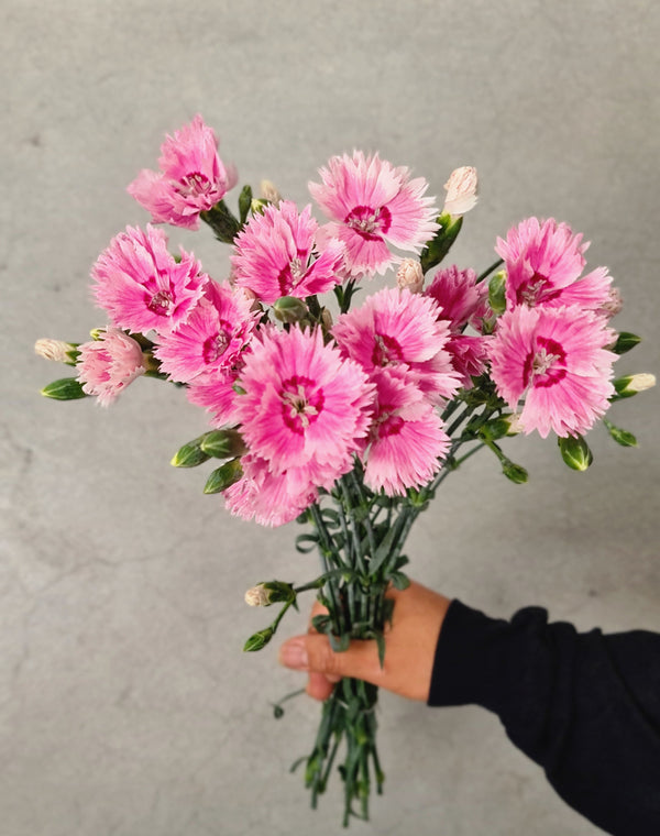 Pink Carnation Fiorino Iris Spray - The Home Edit