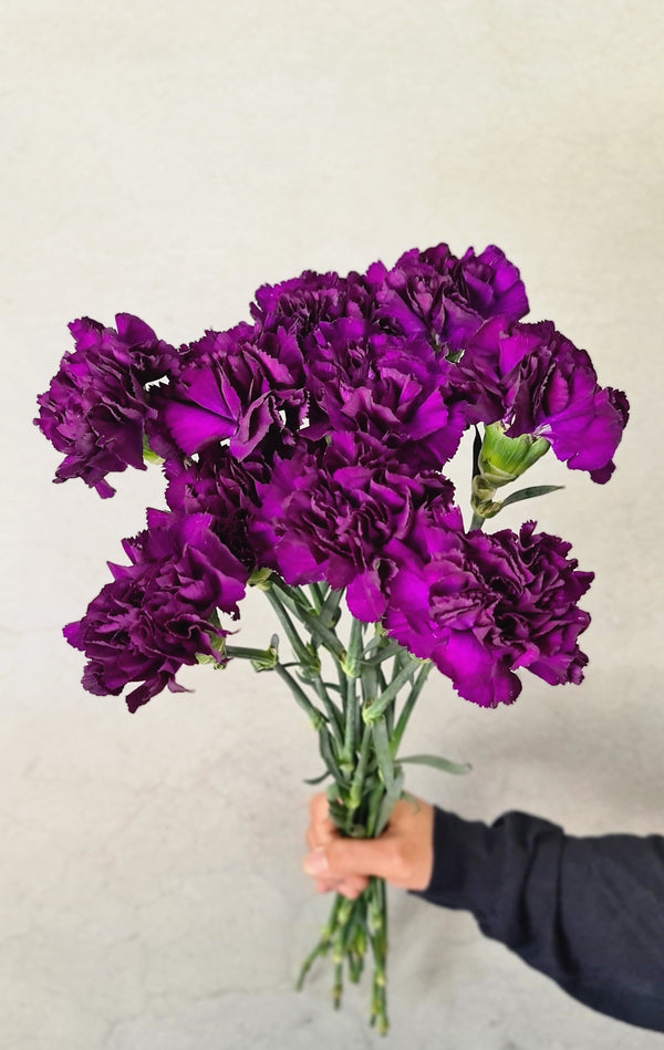 Dark Purple Carnations - The Home Edit