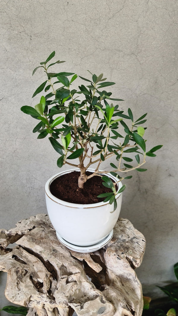 Olive Plant in a White Pot