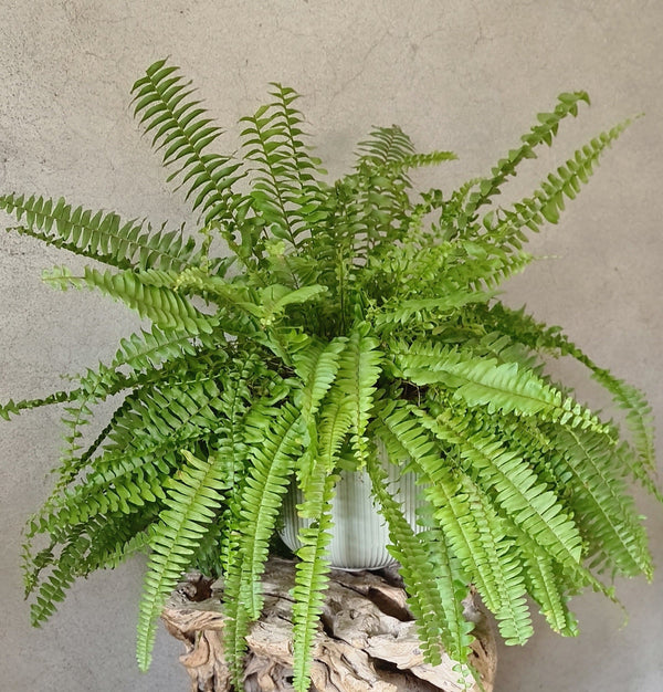 Sword Fern