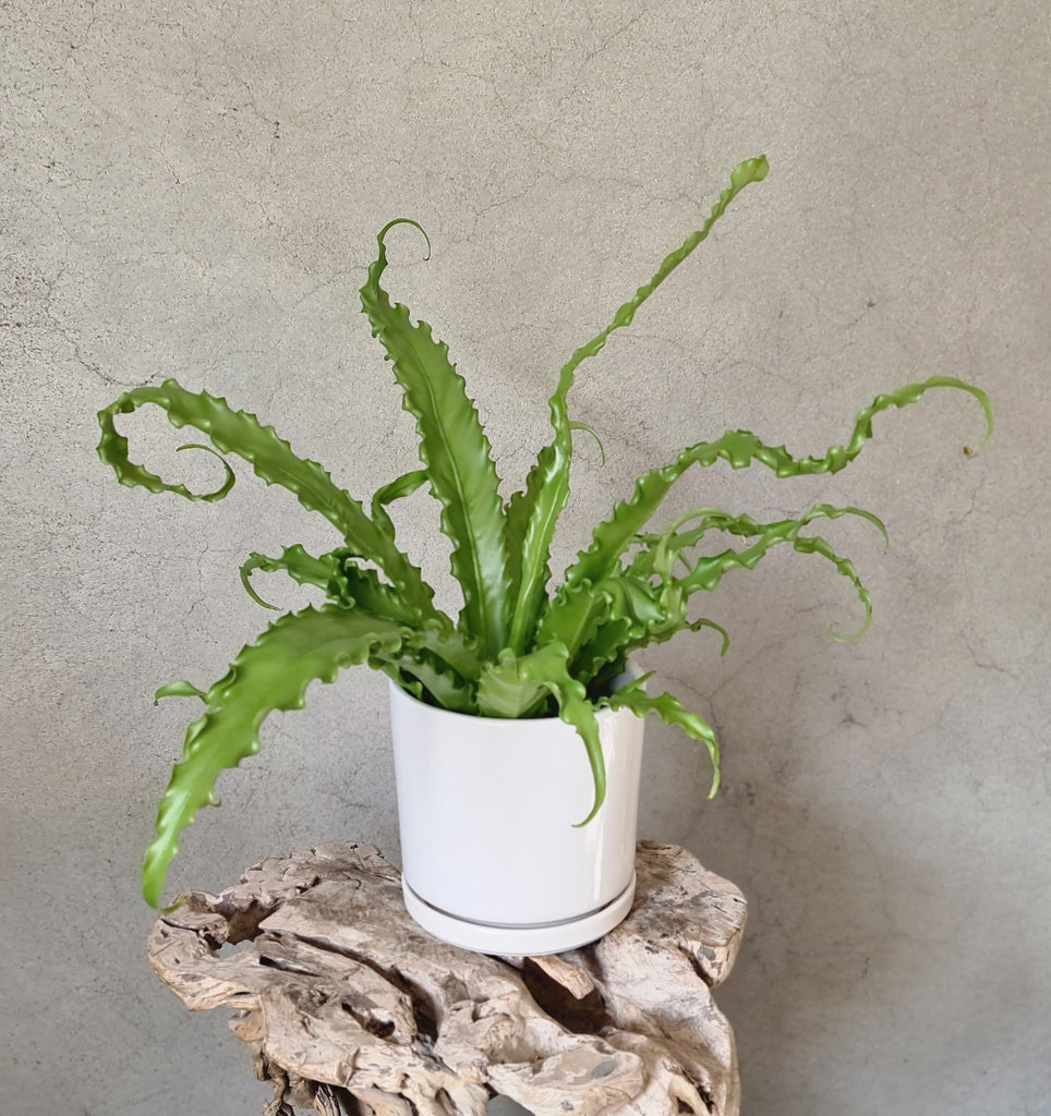 Asplenium Osaka Planter