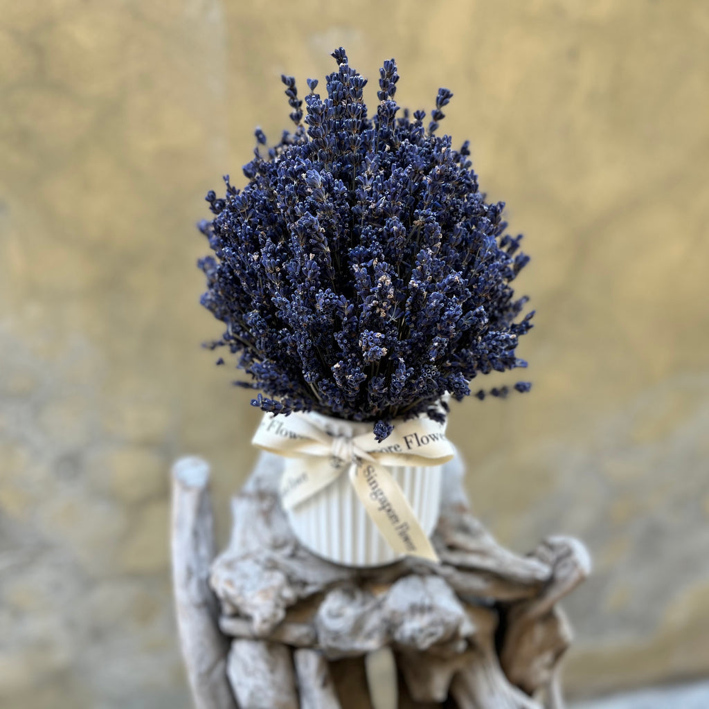 Lavender Fields - Everlasting Blooms