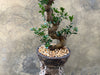 Magnificent Ficus Ginseng (Bonsai)