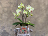 Funfetti Orchid Planter