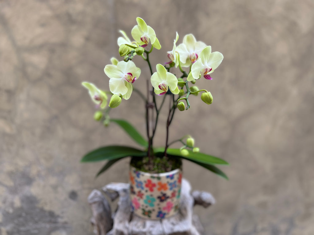 Funfetti Orchid Planter