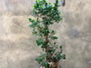 Magnificent Ficus Ginseng (Bonsai)