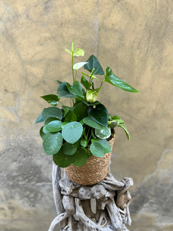 Anthurium, Peperomia and Pilea Planter Gift Basket