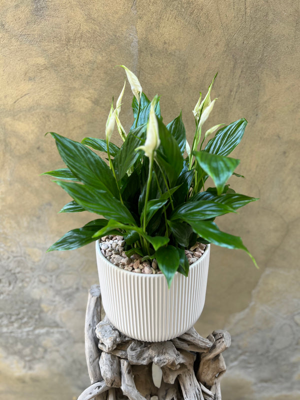 Large Spathyphyllium