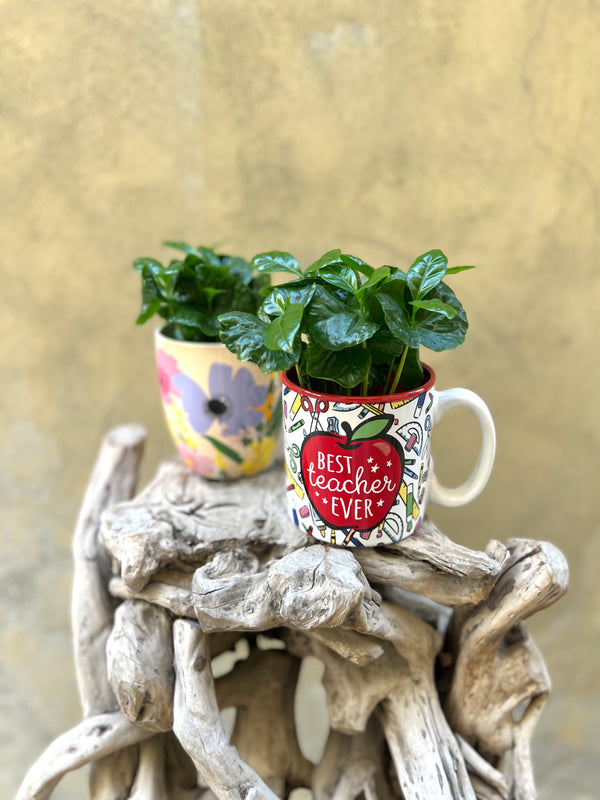 Teacher’s Day Mug + Coffea Arabica Plant