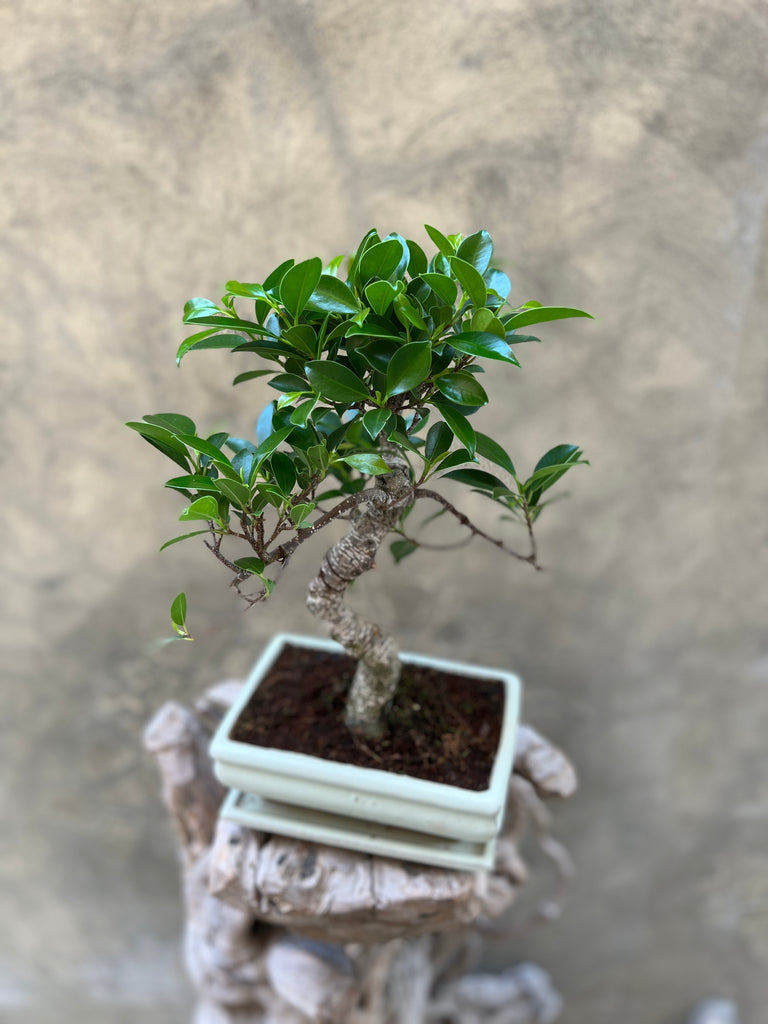 Ficus Ginseng Bonsai in a Creamy White Pot