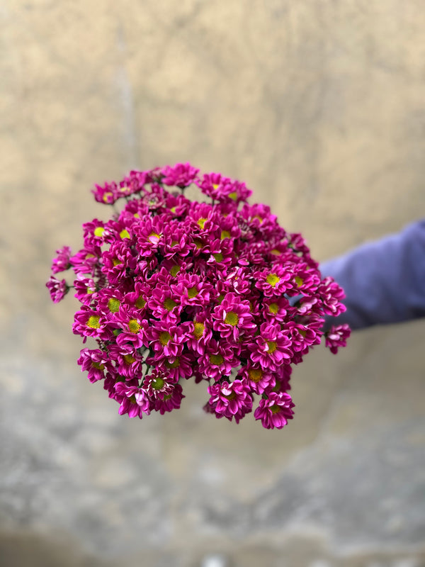 Purple Santini - The Home Edit