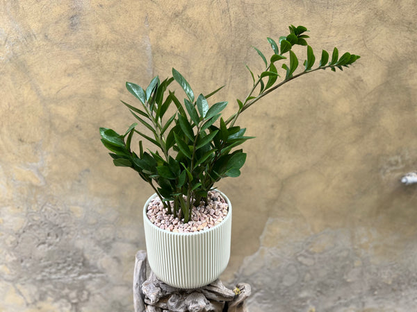 Zamioculcas in Green Pot