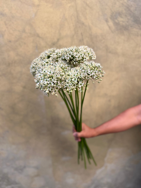 White Allium - The Home Edit