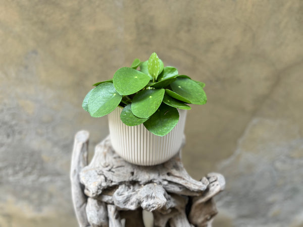 Pilea Planter in a Creamy White Ceramic Pot