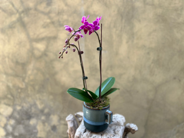 Mini Blushing Purple Orchid in a Blue Glazed Pot