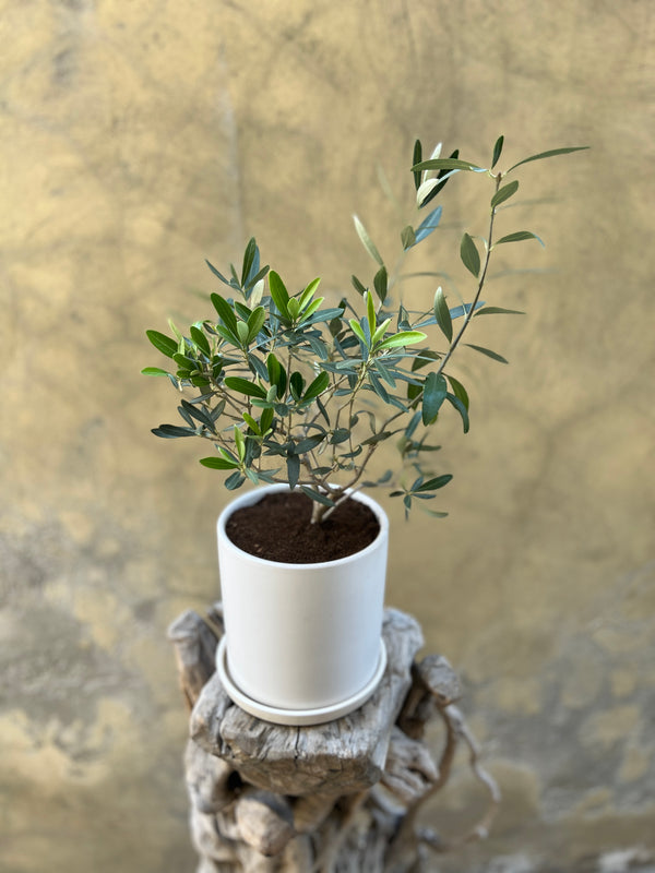 Olive Plant in a White Pot