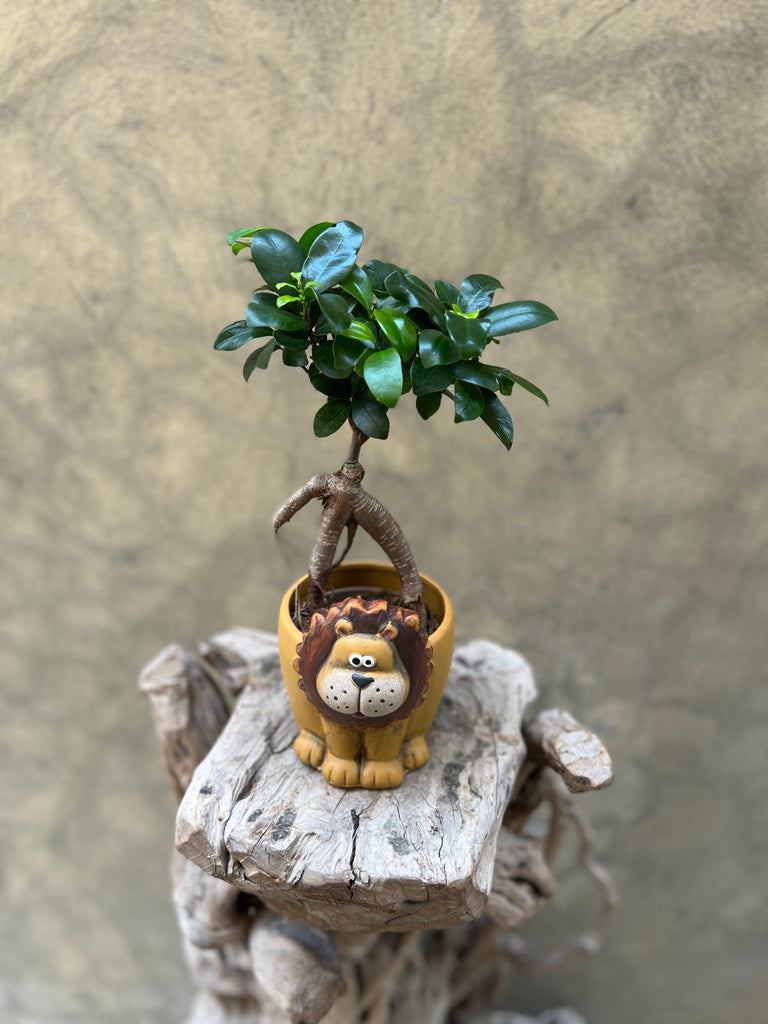 Ficus Ginseng Bonsai in a Decorative Pot (Lion)