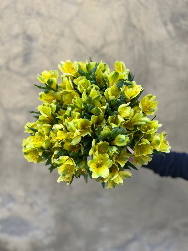 Yellow Alstromeria - The Home Edit