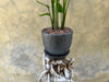 Strelitzia Nicolai