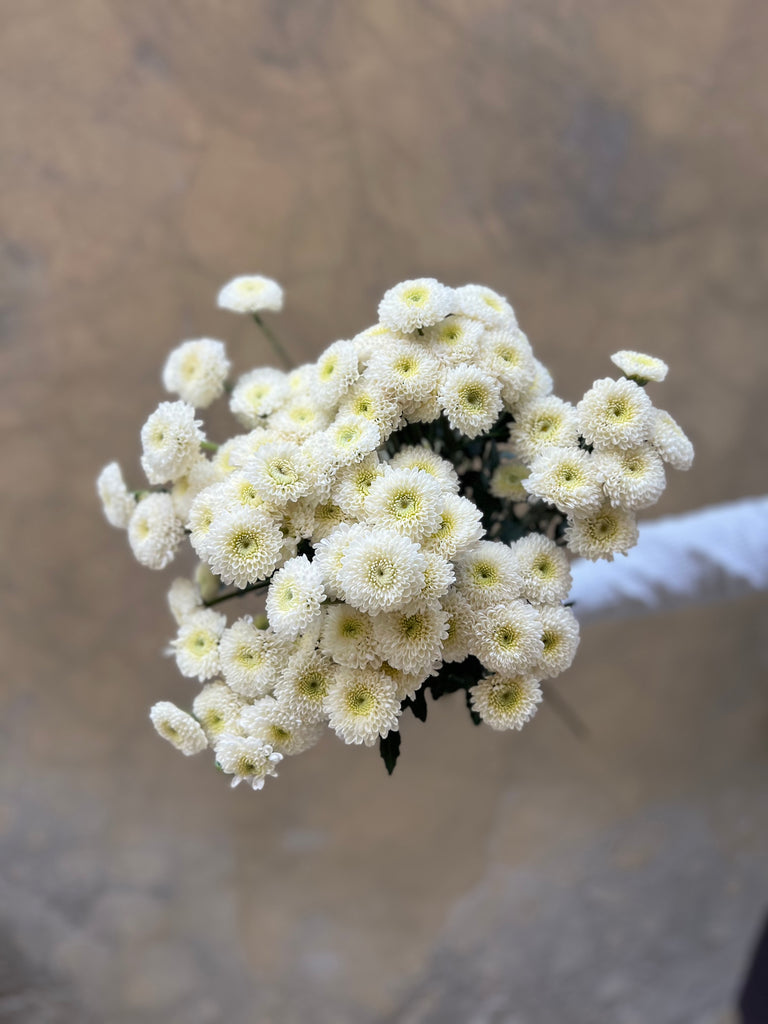 Chrysanthemums Santini Spray White - The Home Edit