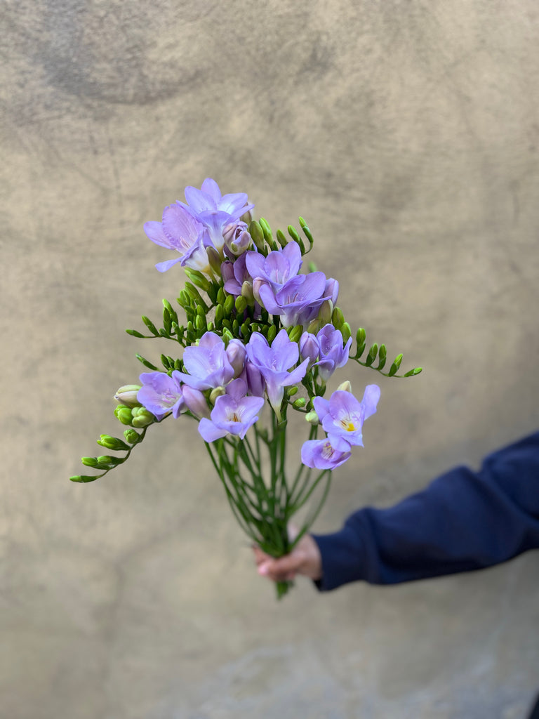 Purple Freesias - The Home Edit