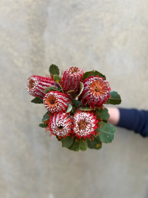 Banksia - The Home Edit