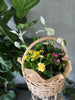 Planter Gift in a Medium Basket