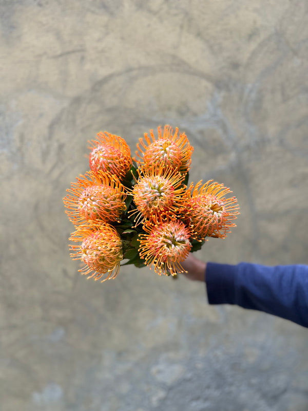 Leucospermum Peach (Nutan) - The Home Edit