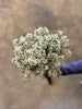 Waxflower- The Home Edit