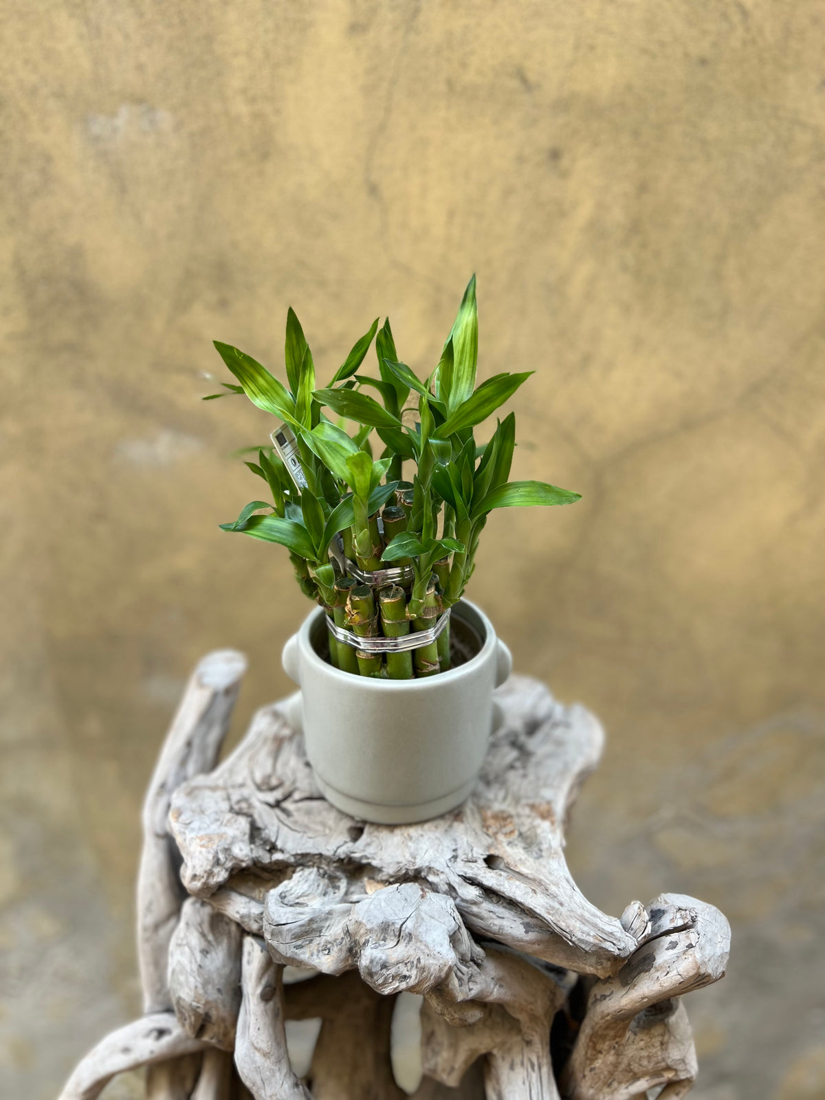 lucky bamboo plant singapore Lucky Bamboo – Singapore Flower