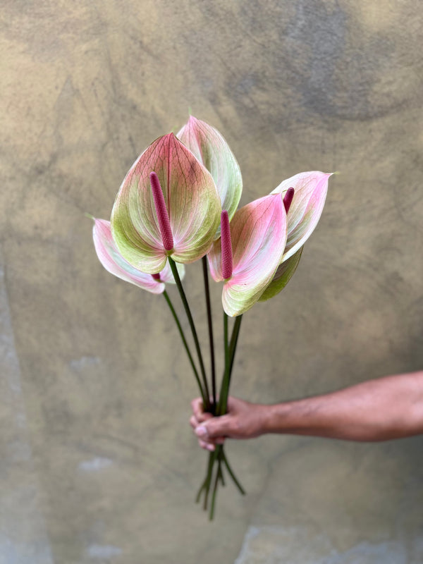 Light Pink Anthurium  - The Home Edit