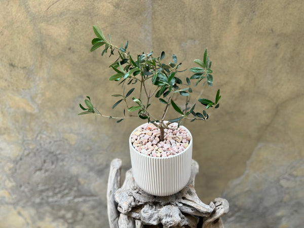 Olive Plant in a Creamy White Pot