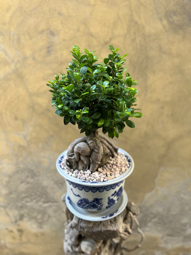 Ficus Ginseng (Bonsai) in a Chinoiserie Pot