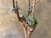Tillandasia (Air Plant) in a Wooden Stand