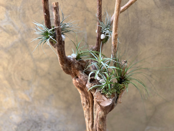Tillandasia (Air Plant) in a Wooden Stand