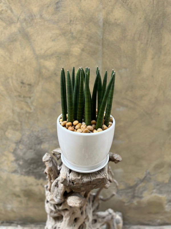 Sansevieria Cylindrica in a White Pot