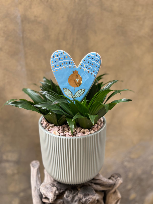 Dracaena Compacta with D’or Pomi Rose Wall Décor