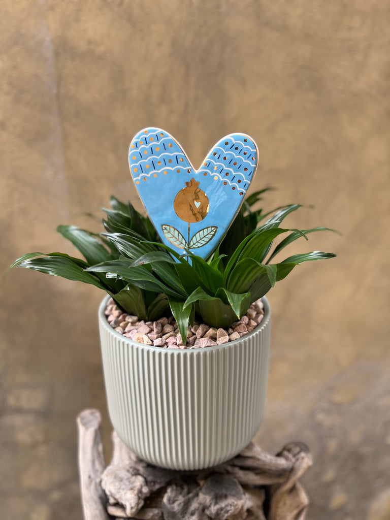 Dracaena Compacta with D’or Pomi Rose Wall Décor