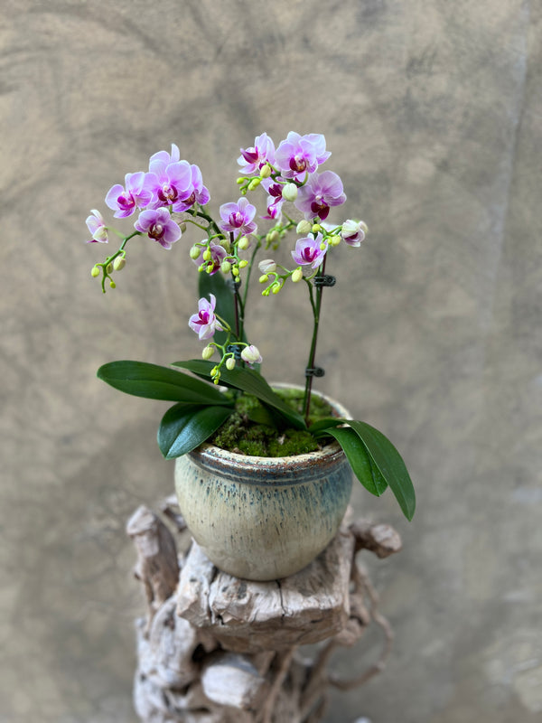 Light Purple Orchid in Decorative Pot