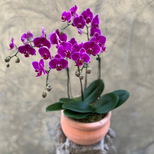 Dark Purple Orchid Planter in a Clay Pot