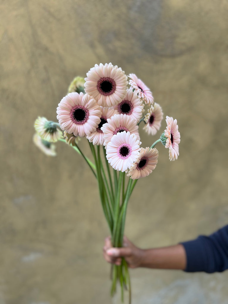 Germini Abby Lou - The Home Edit