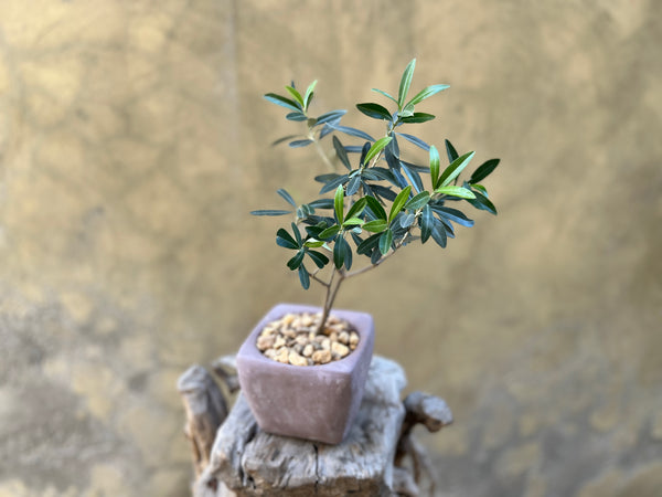 Mini Olive Plant in a Concrete Pot