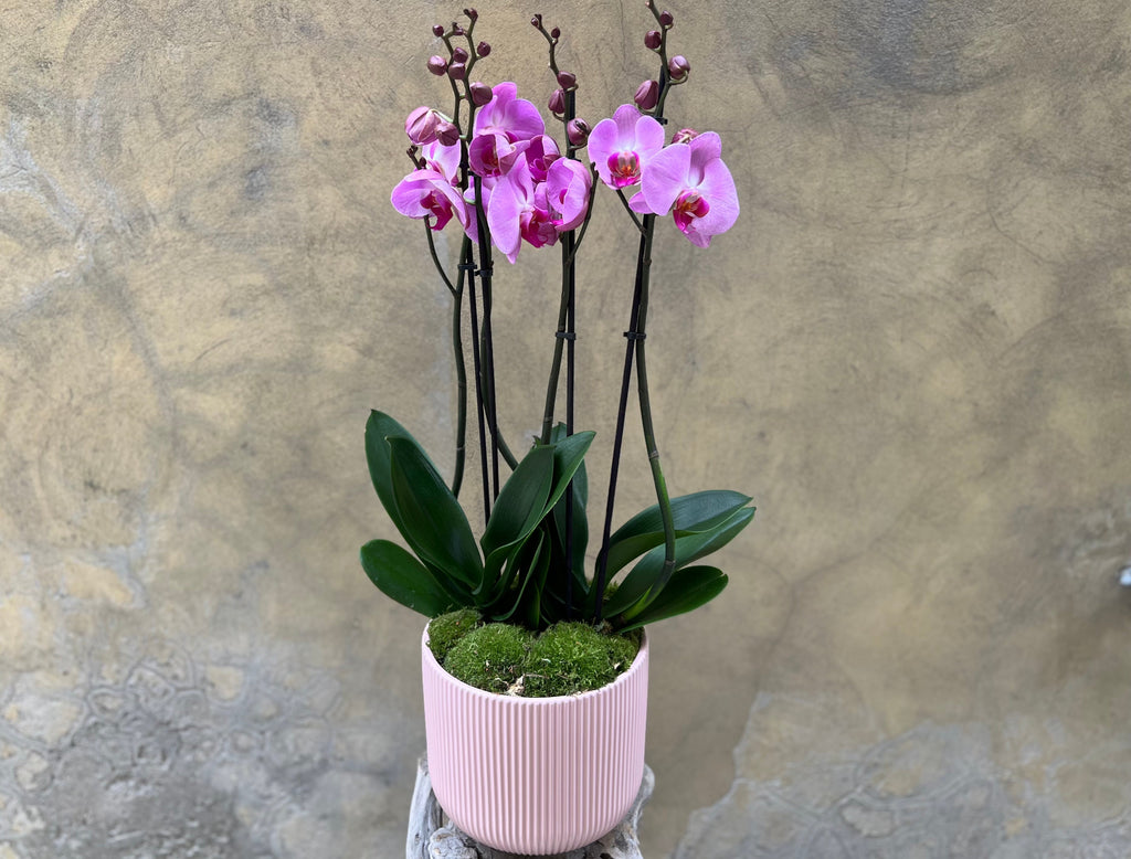 Purple Orchids in a Pink Pot